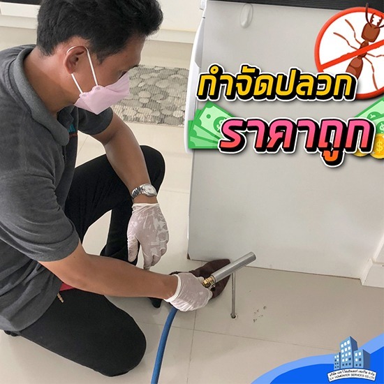 กำจัดปลวกนนทบุรี ราคาถูก