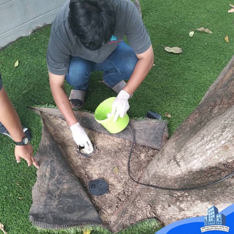 กำจัดปลวกตายยกรัง