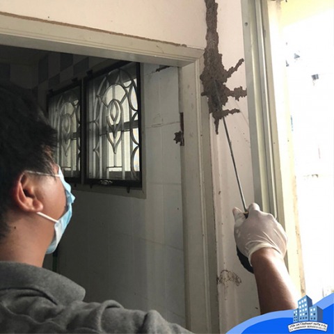 ปลวกขึ้นบ้าน หาบริษัทกำจัดปลวก ปากเกร็ด