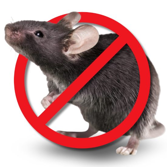 รับกำจัดหนู